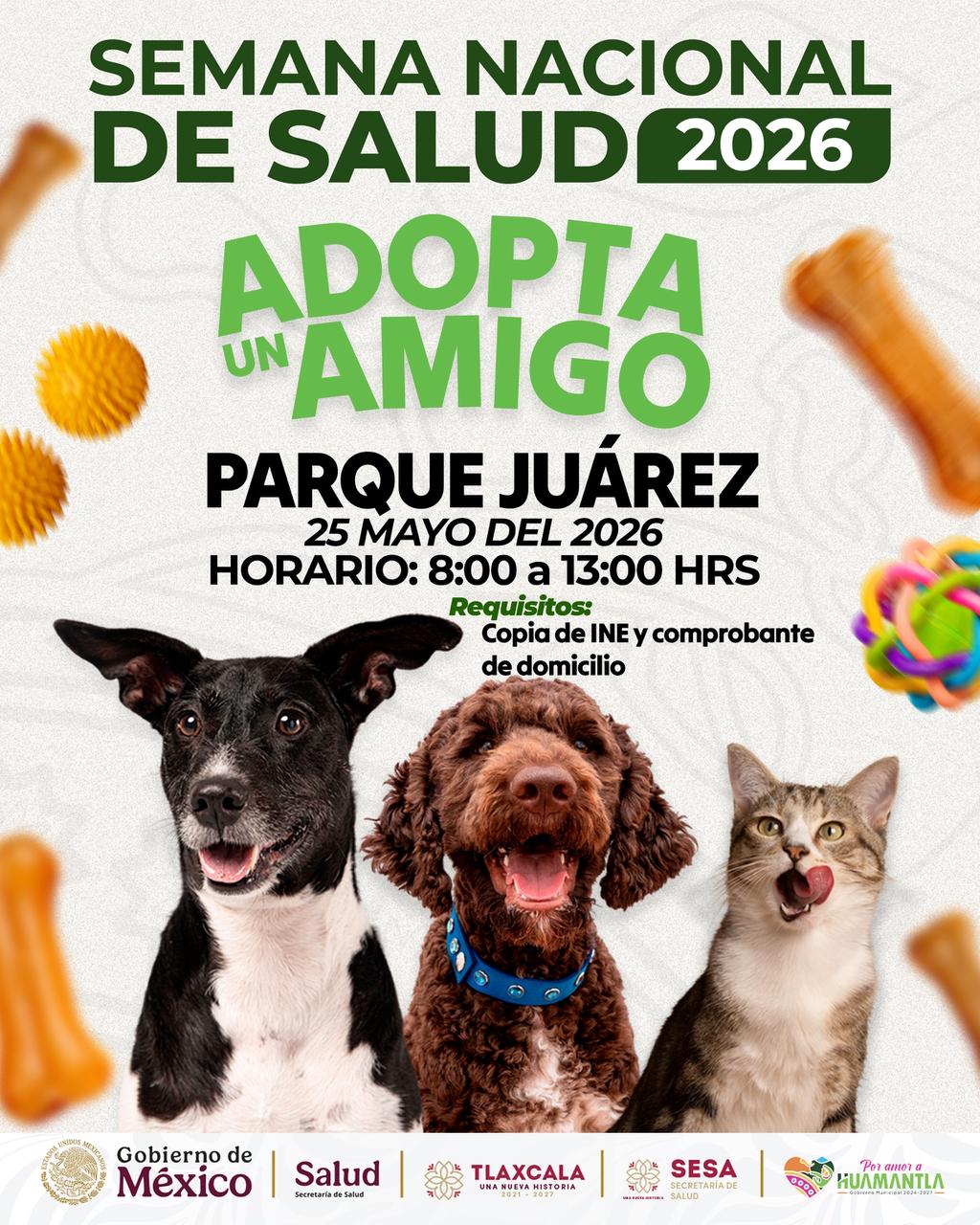 ‘Adopta un amigo’: invitan a jornada de adopción de perritos y gatitos en Huamantla